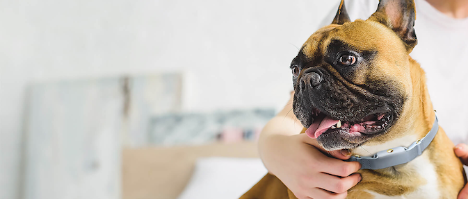 愛犬家の方はこちら