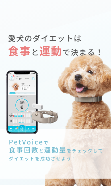 愛犬のダイエットは食事と運動で決まる!