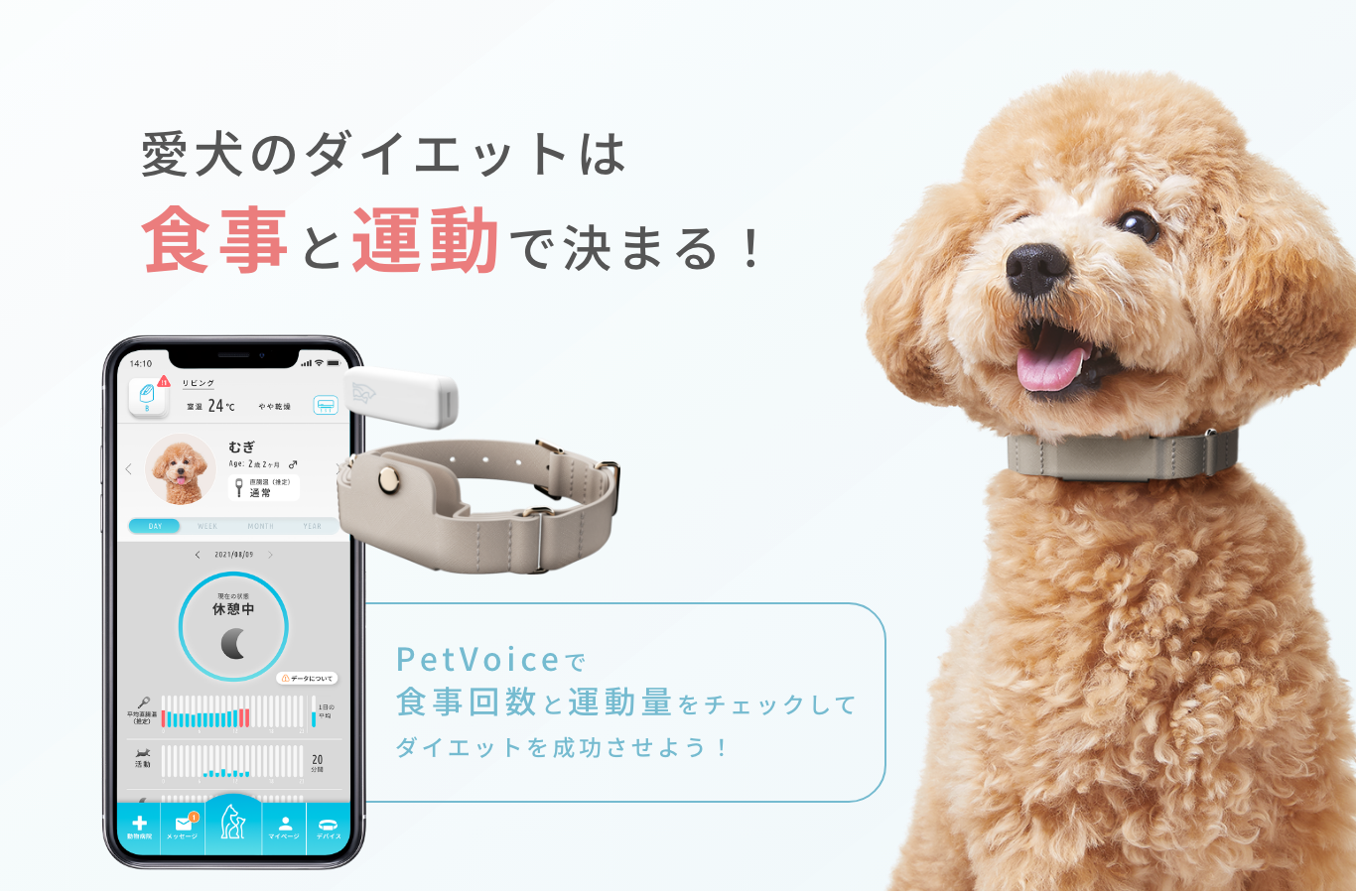 愛犬のダイエットは食事と運動で決まる!