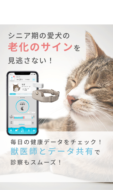 シニア期の愛猫の老化のサインを見逃さない!