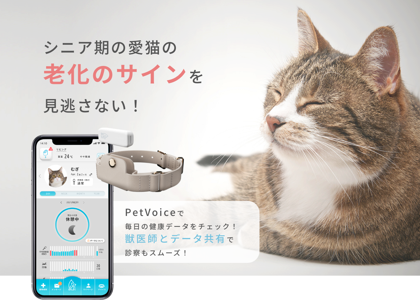 シニア期の愛猫の老化のサインを見逃さない!