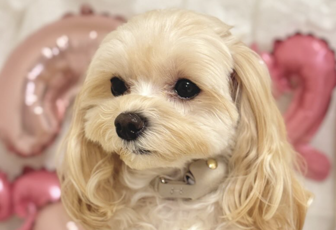 ふわもちゃん