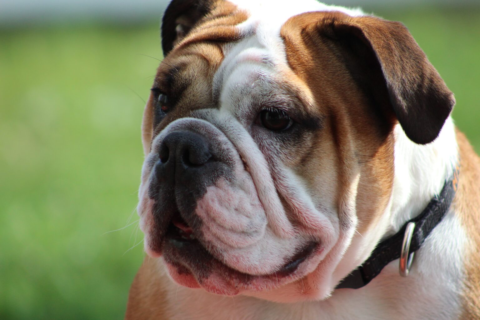 犬の短頭症候群