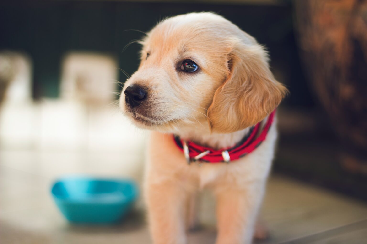 慢性犬耳感染症の合併症