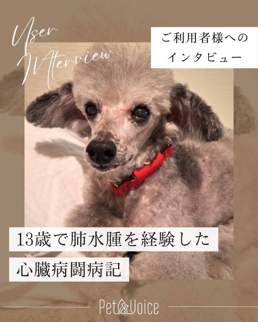 犬 肺 水腫 症状