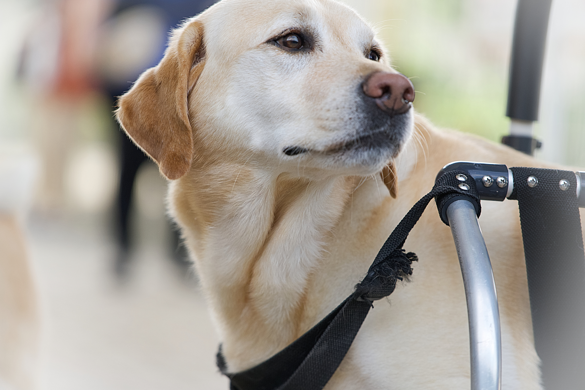 犬猫の抗がん剤治療のイメージ