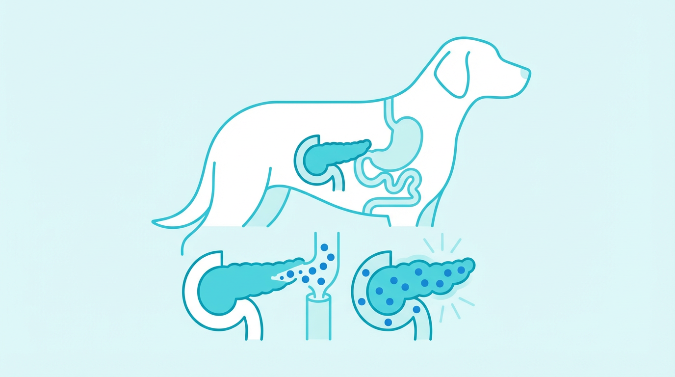 犬の膵臓の位置と炎症メカニズムを示す医学的イラスト