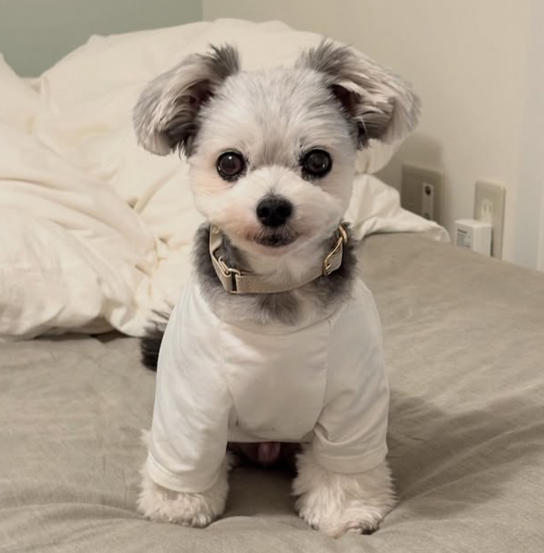 PetVoice装着の様子