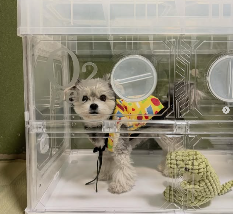 離島から調布へのフライト